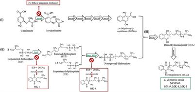 Physiological Roles of Short-Chain and Long-Chain Menaquinones (Vitamin K2) in Lactococcus cremoris